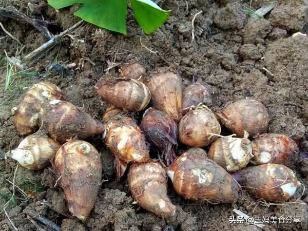 初秋吃芋头好处多多，芋头超好吃的几种做法，一大盘都不够吃