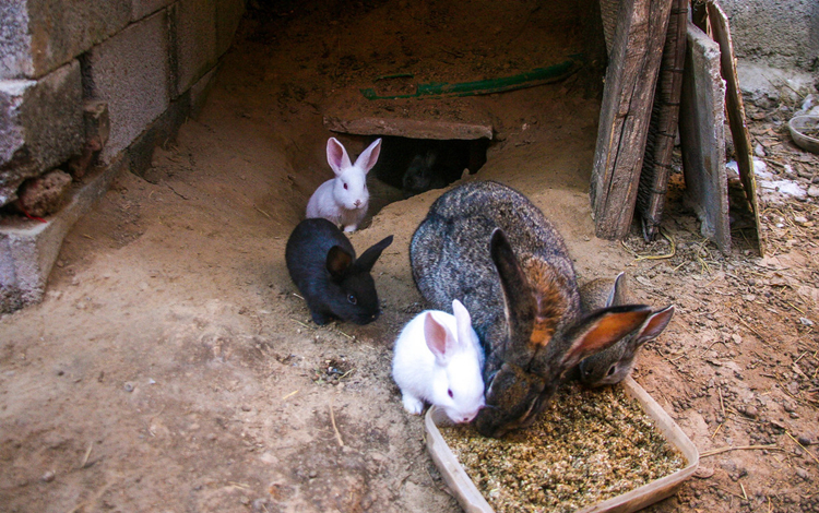 母兔奶水不足怎样催奶,母兔奶水不足怎么补救