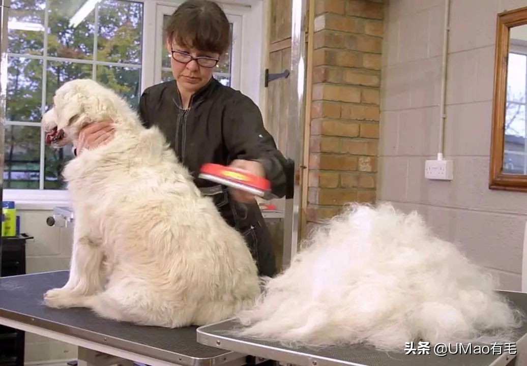 刷毛神器猫毛清理器,真正好用的猫去毛神器