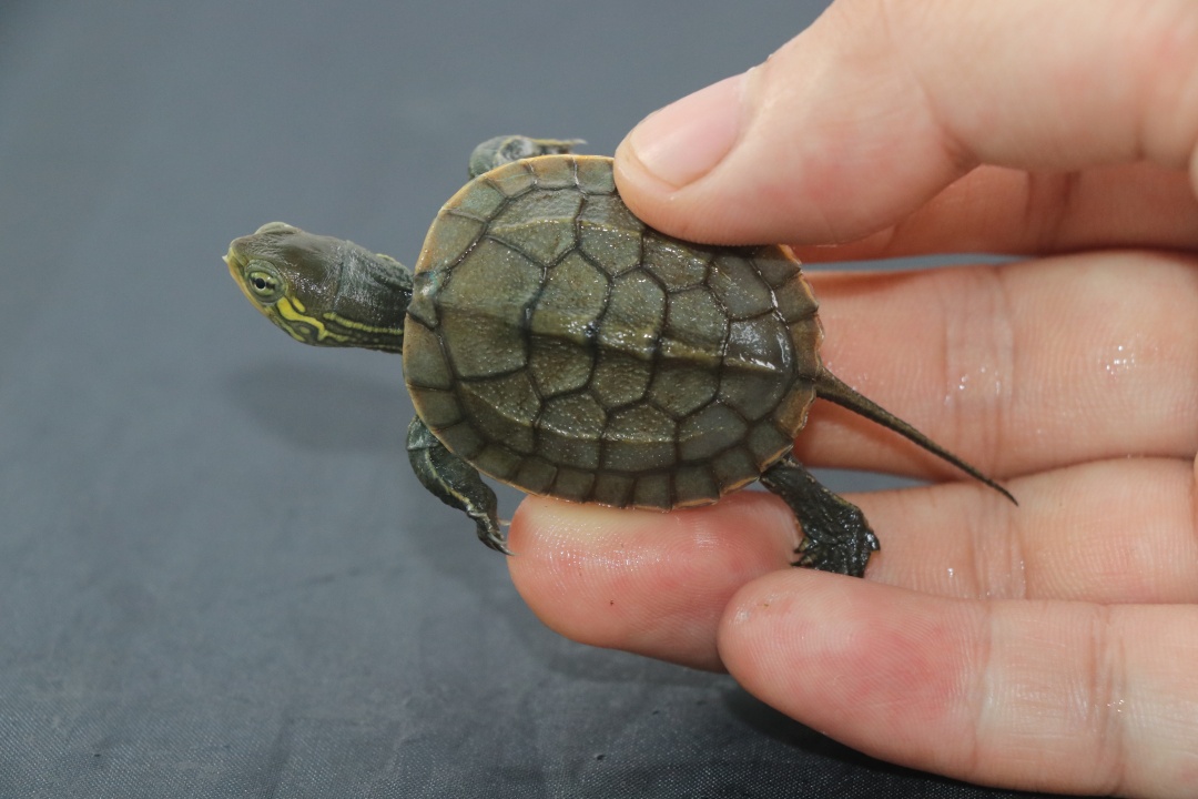 乌龟出眠多久开食,乌龟到家如何开食快