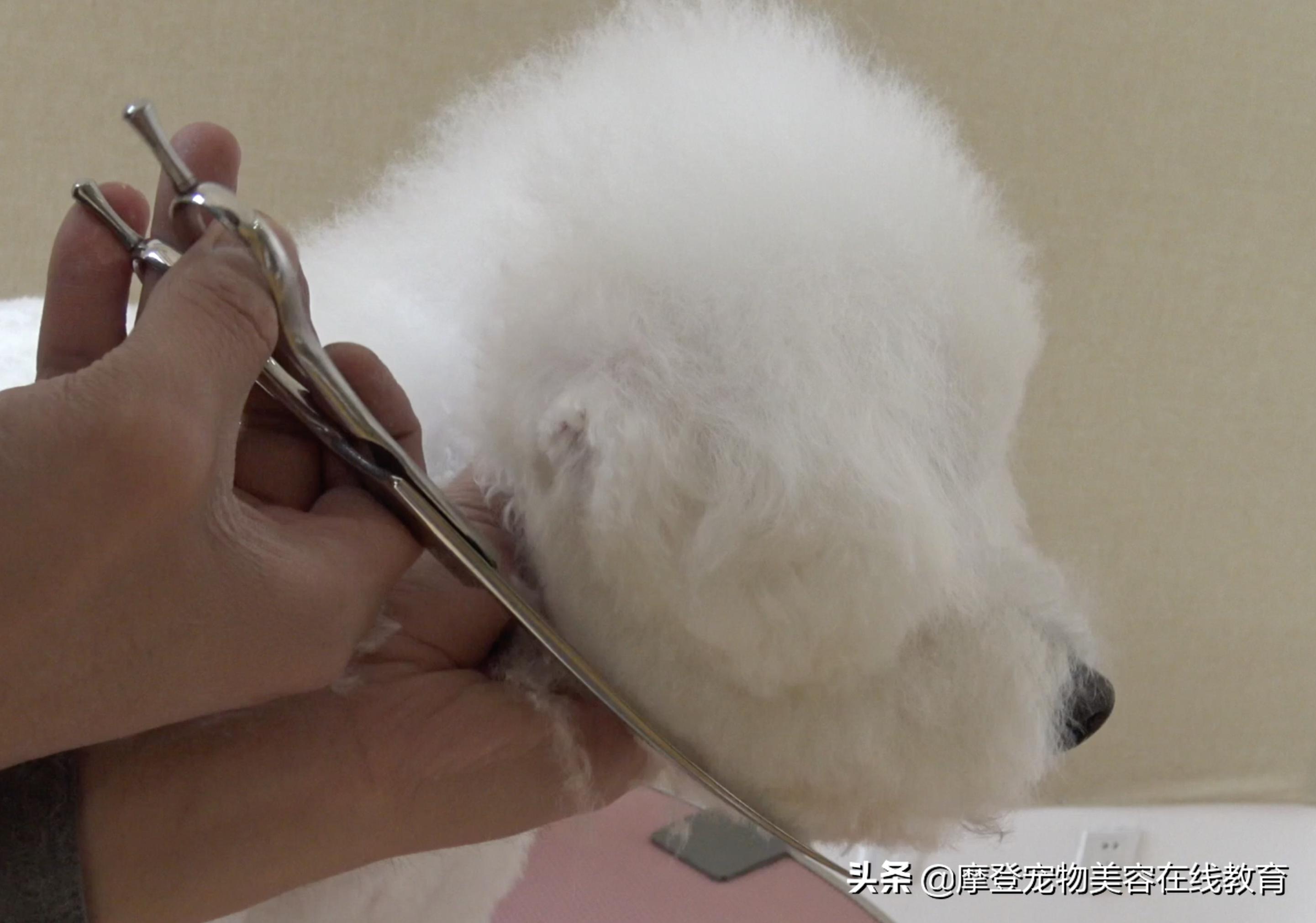 比熊宠物怎么剪毛视频教程,比熊犬剪毛视频教程