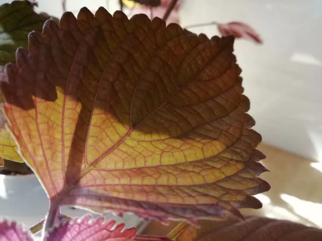 草木人间*紫苏的香气