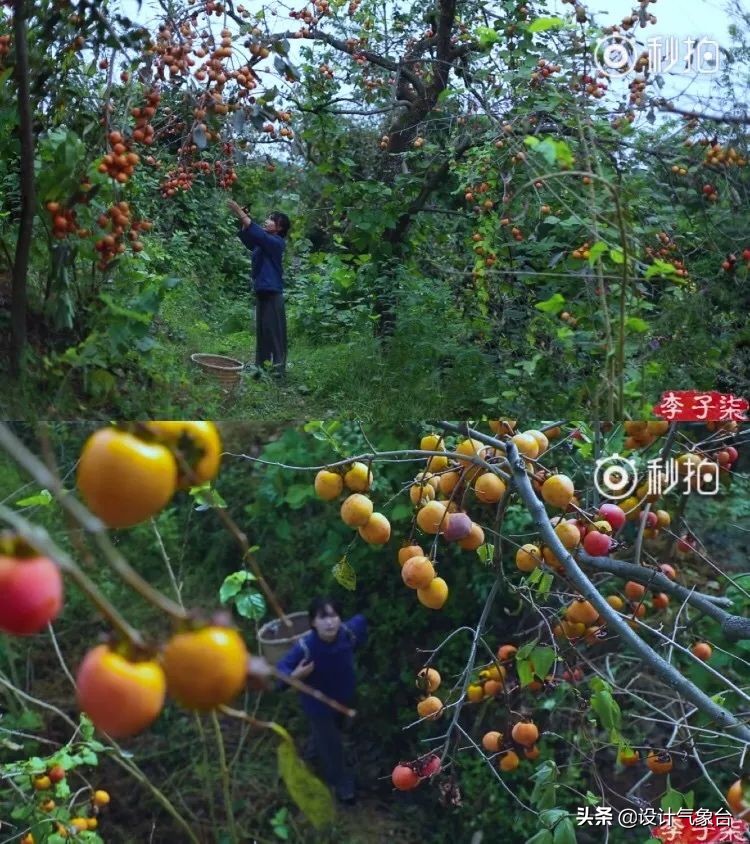 李子柒生活大揭秘,多少人羡慕李子柒的生活