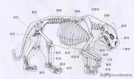 工笔老虎技法教学视频,工笔老虎胸毛的撕毛法