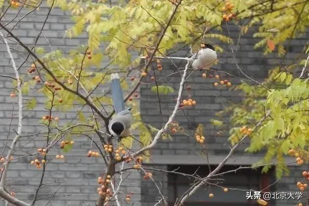 北大中文核心期刊,北大中文创意写作