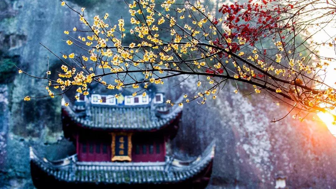 香雪海什么时候开放,香雪海惊艳了多少人