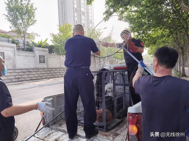 朝阳区小型犬不办狗证可以吗,有人不办狗证吗