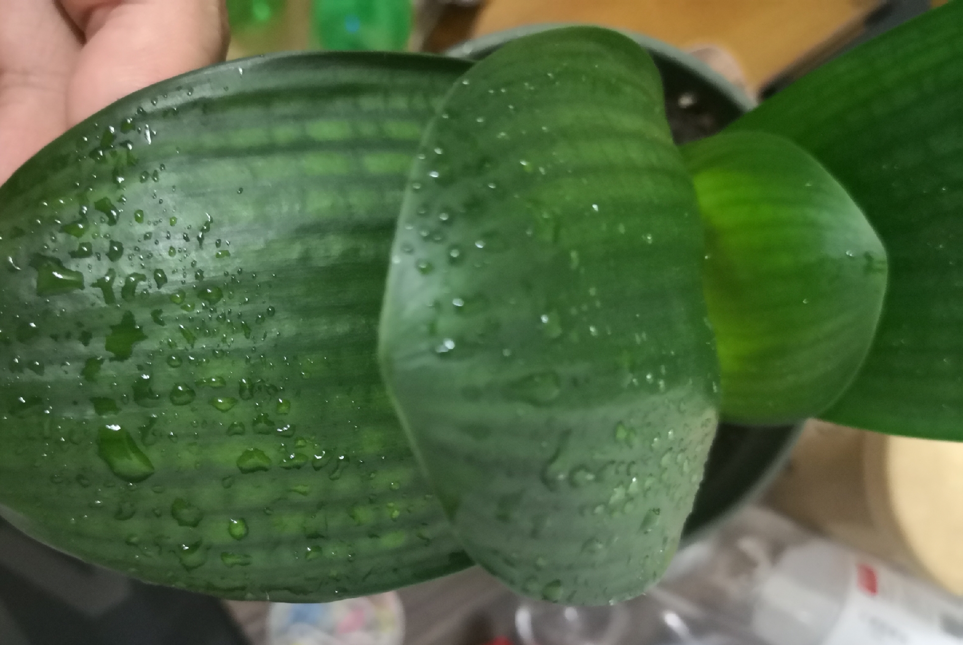 柳树枝泡水浇君子兰防烂根吗,君子兰根可用柳枝水泡吗