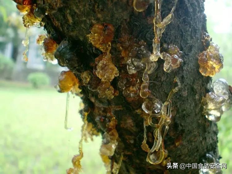 这种分泌物竟然还可以美容养颜？实则隐含“农残”超标隐患