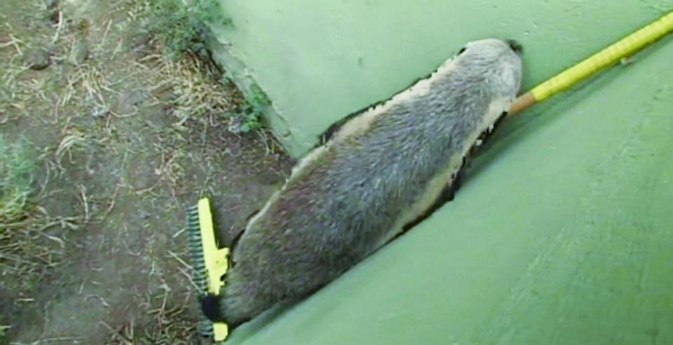 非洲恶霸平头哥,狮子毒蛇都不敢招惹它,蜜獾为何如此嚣张?