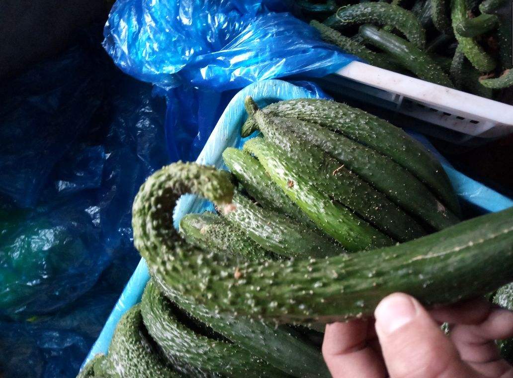 黄瓜种植怎样让黄瓜变直,黄瓜种植最简单的方法步骤