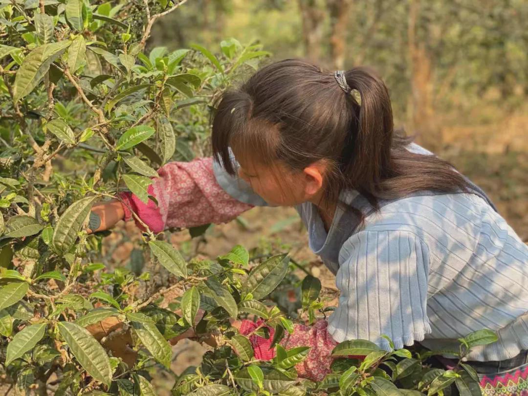 倚邦曼松古树茶,曼松贡茶和倚邦