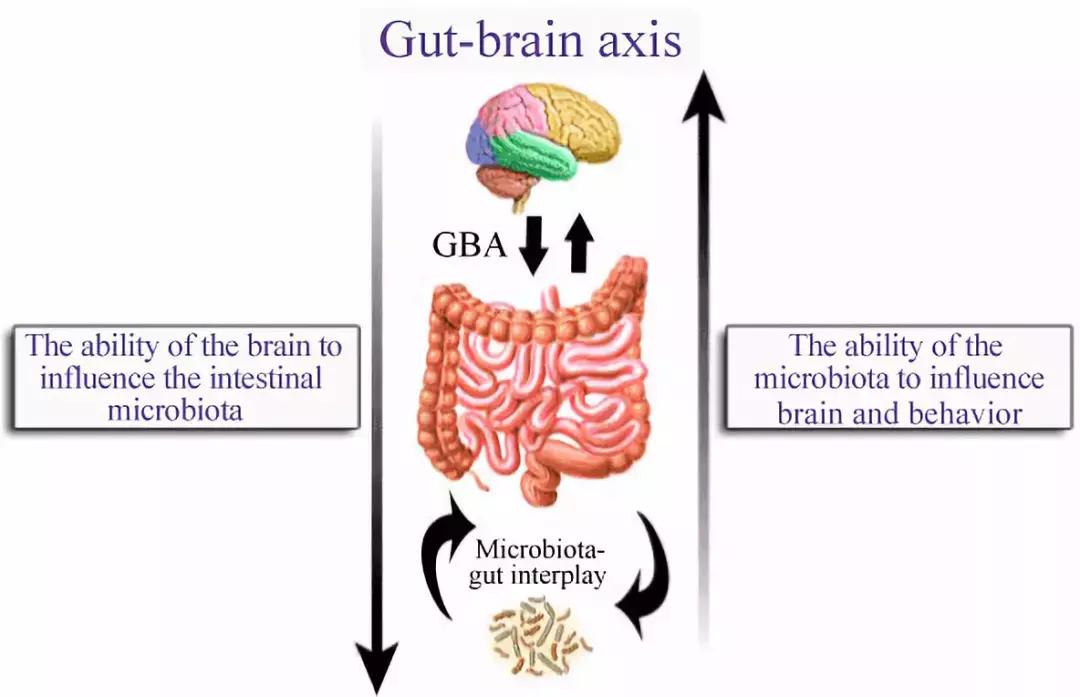 让人着迷的东西,微生物脑肠轴介绍