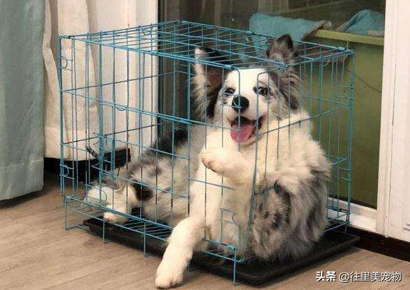 边境牧羊犬如何养比较好,怎样才能选只优秀的边境牧羊犬