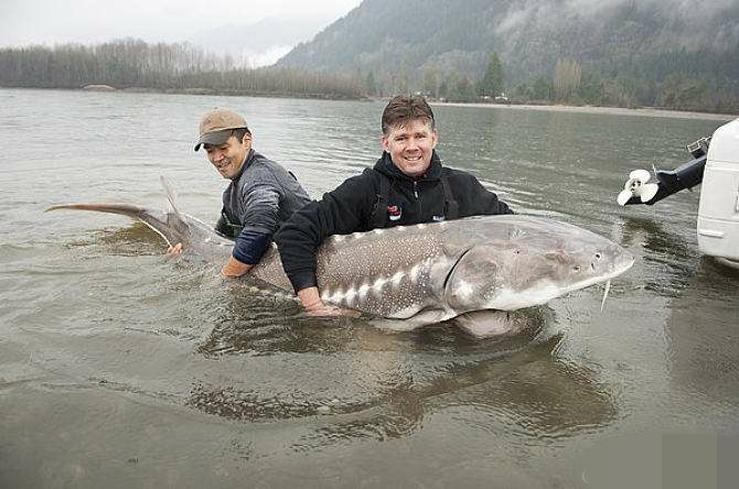 鲟鱼养殖技术与方法,鲟鱼养殖场基地
