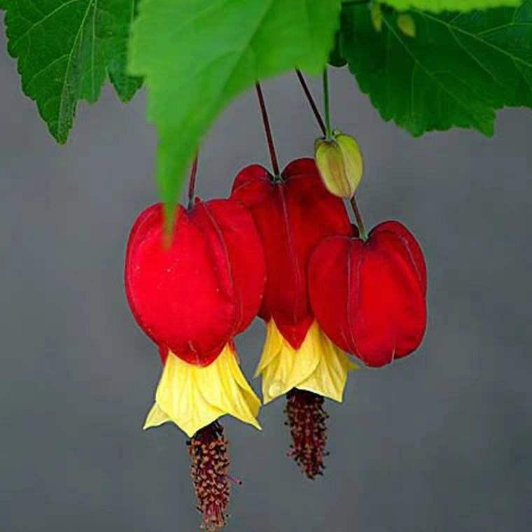 4种花养在家里好看极了,4种花适合养在客厅