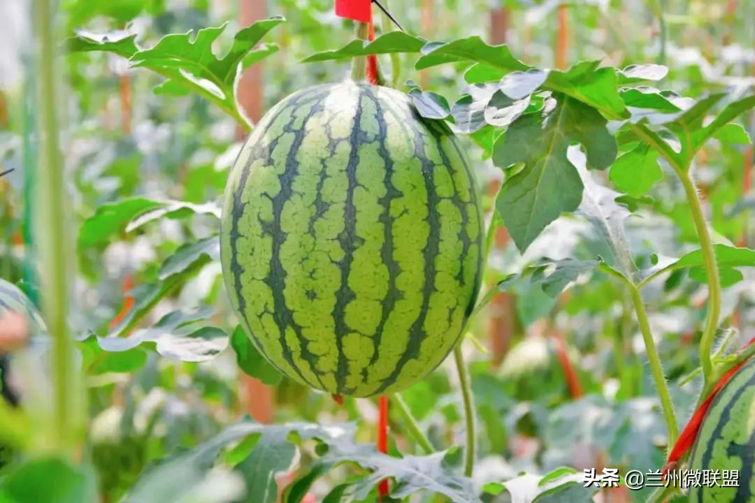 五一假日攻略西固,五一假日攻略兰州西固周边