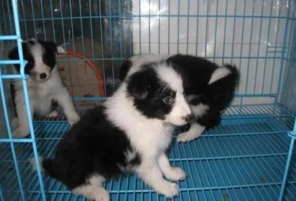 创业养狗靠谱吗,养狗需要买什么必需品