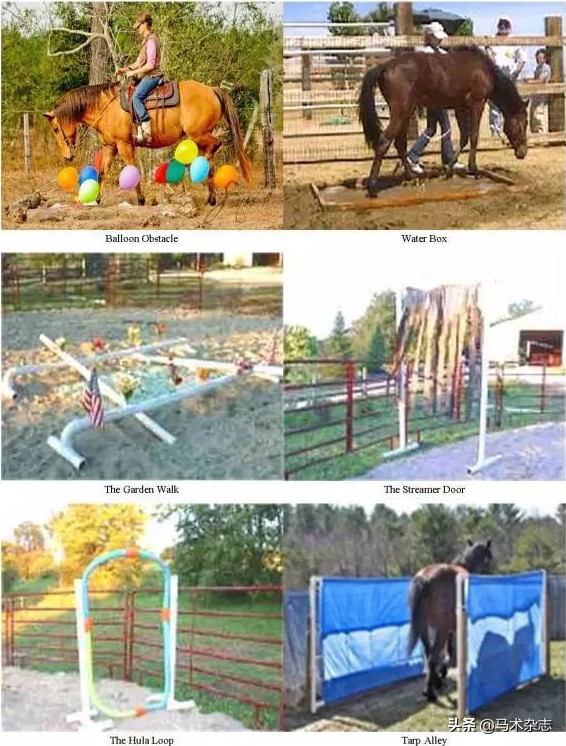 一岁不到的小马驹怎么训练,如果你有一匹出色的马你会怎么样