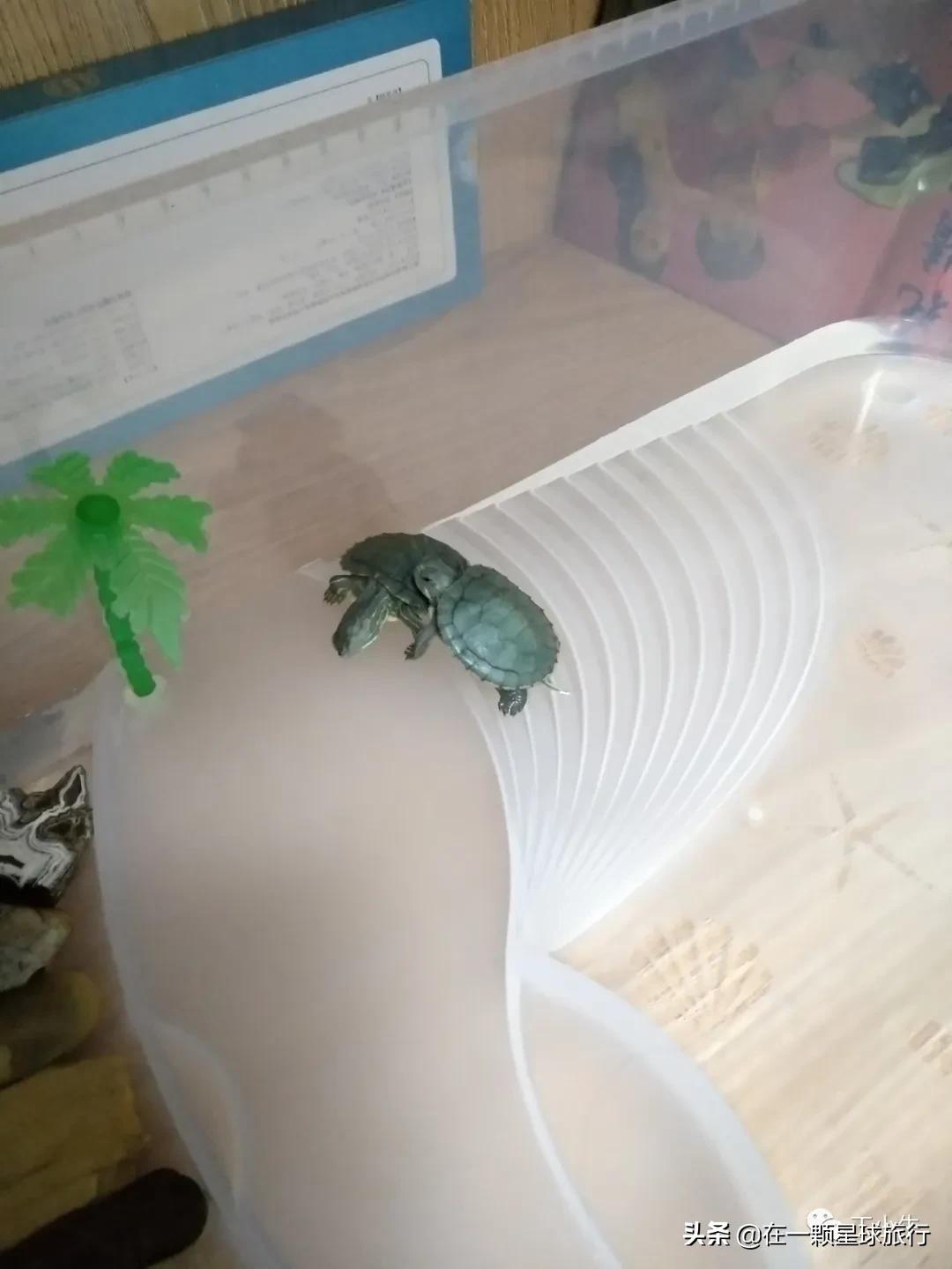一缸乌龟都得了白眼病,乌龟养1只孤单吗