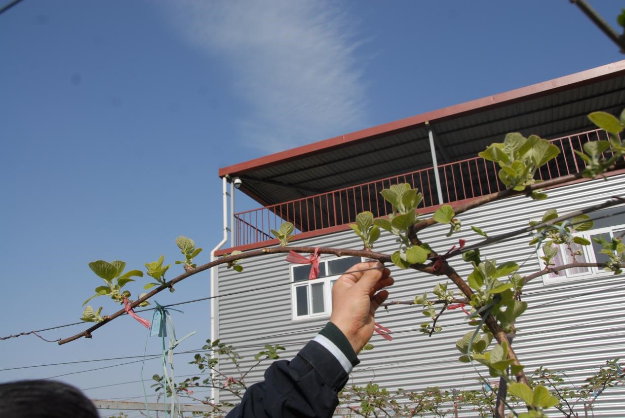 猕猴桃抹芽技术要点,猕猴桃幼树抹芽方法视频