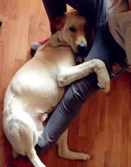 狗狗喜欢舔人，但是舔这6个地方，其实是有话跟你说