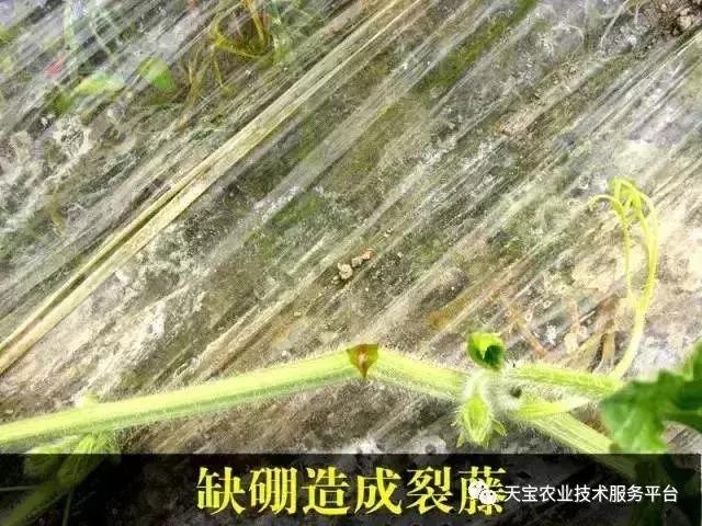 西瓜小叶病西瓜叶片卷曲原因,西瓜龙头皱缩什么原因