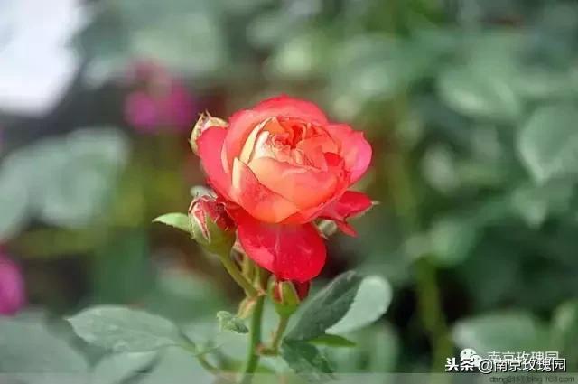 「花师傅开课啦」爱花人必知！南京*瑰园玫**为你科普百种玫瑰