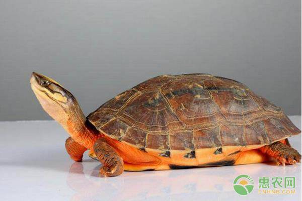 2023年金钱龟苗多少钱,金钱龟养殖技术近期行情