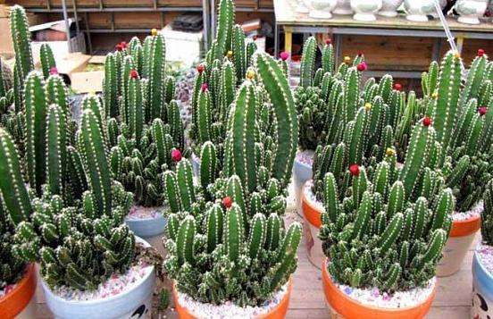 100种室内盆栽花,花卉大全500种盆栽名称