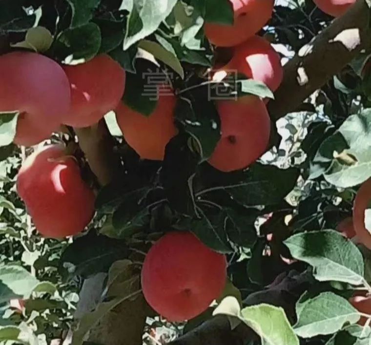 NO.916:阿克苏本地交通、天气、求职招聘、出租转让、农林牧副渔