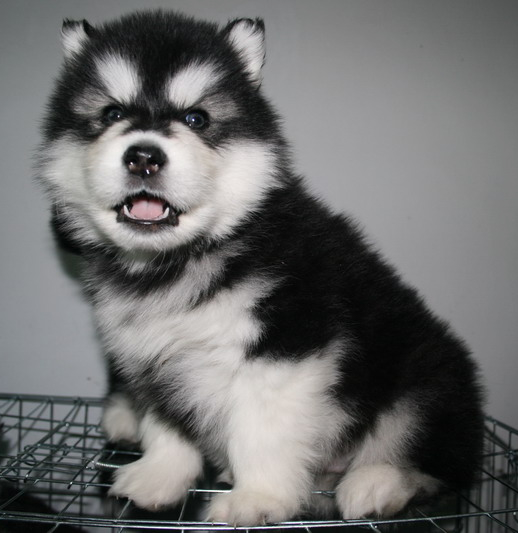 新手养狗阿拉斯加适合吗,阿拉斯加从小到大的饲养方式教程