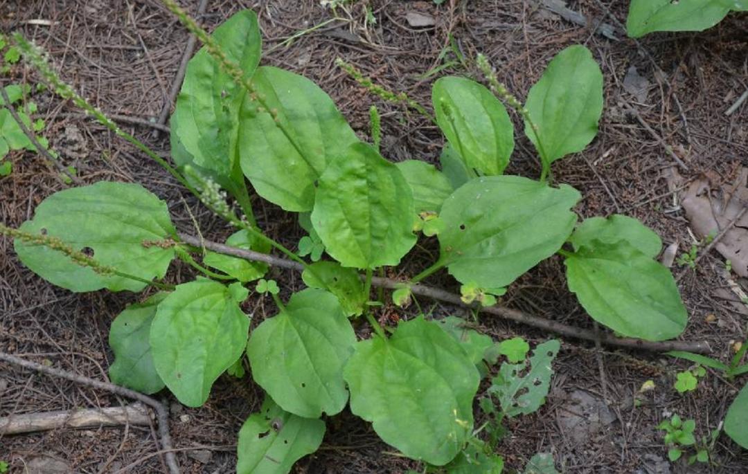 揭秘|这家中医院的“后花园”竟长着30多种野生中草药！