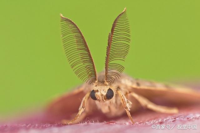 奶粉结块了有虫还能喝吗,为什么奶粉中有密密麻麻的小虫子