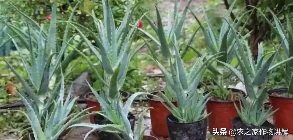 芦荟揭秘,关于芦荟的历史和现状研究报告