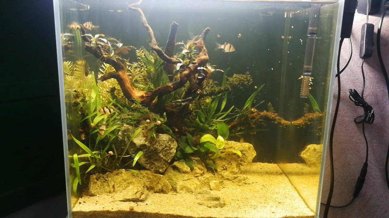 戊二醛鱼缸除藻可以每天加吗,怎样用戊二醛去除鱼缸中的绿藻