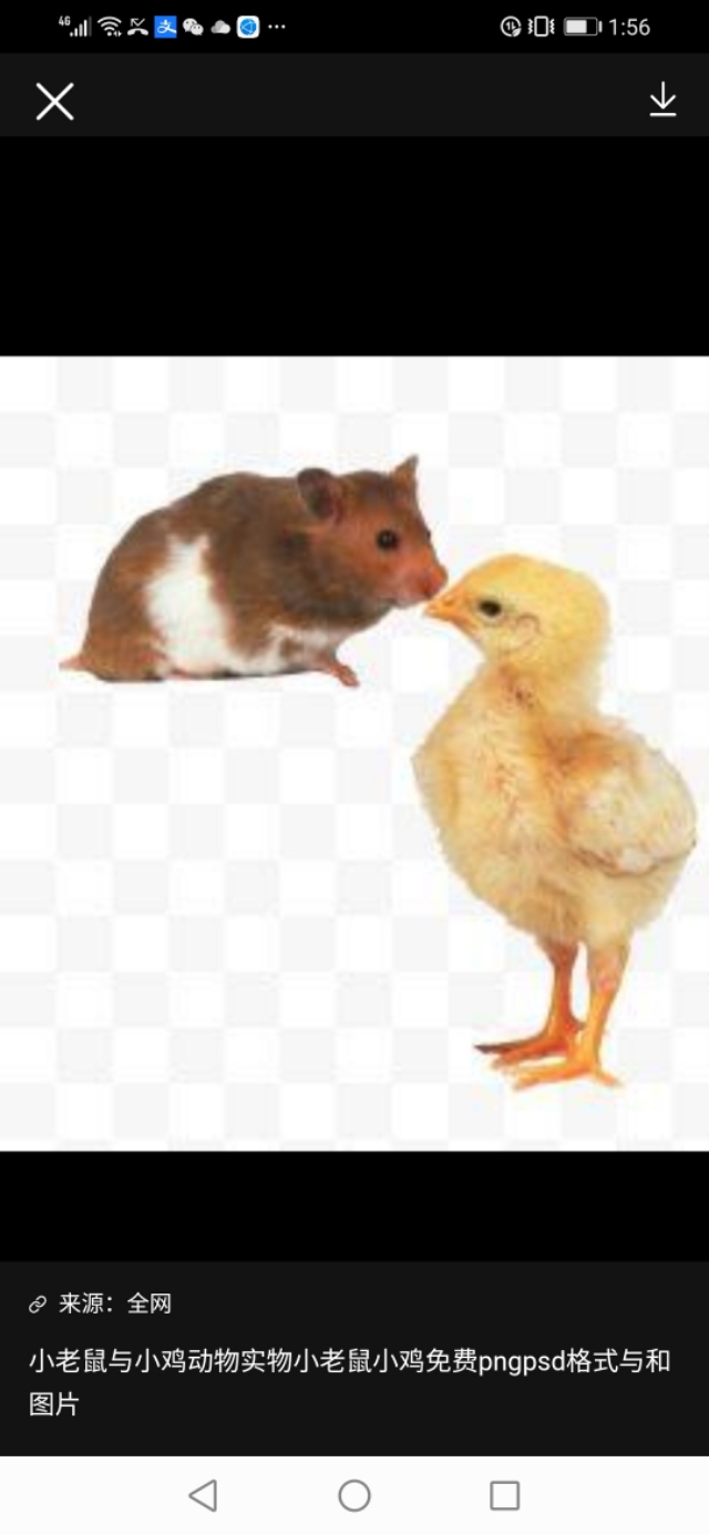 兽疫危害,怎样防散养土鸡疾病