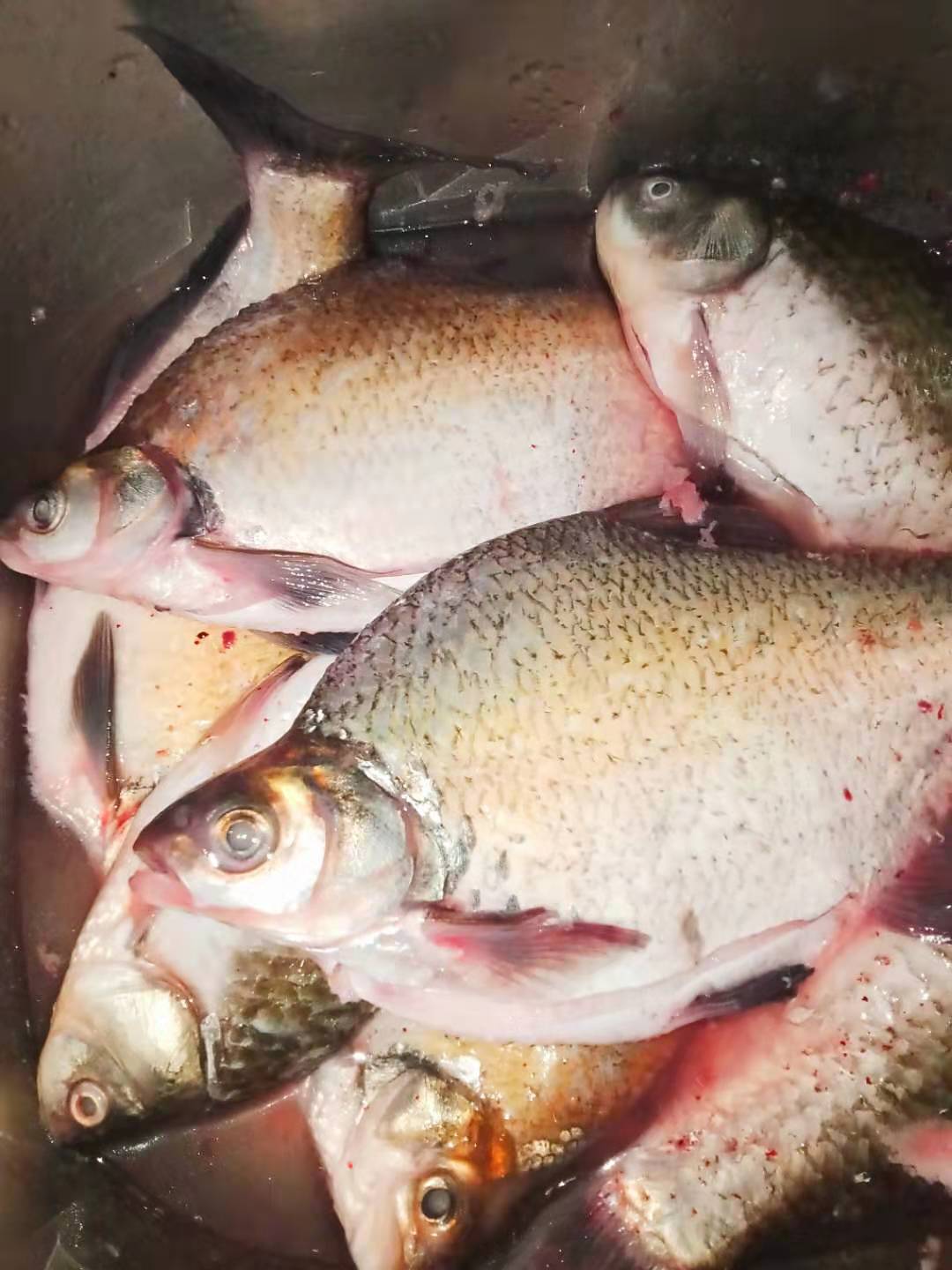 风干鱼的制作方法与配方视频,风干鱼的制作方法和配方视频