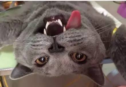 新手第一次养猫需要注意什么事项,新手养猫要注意什么给你22条建议