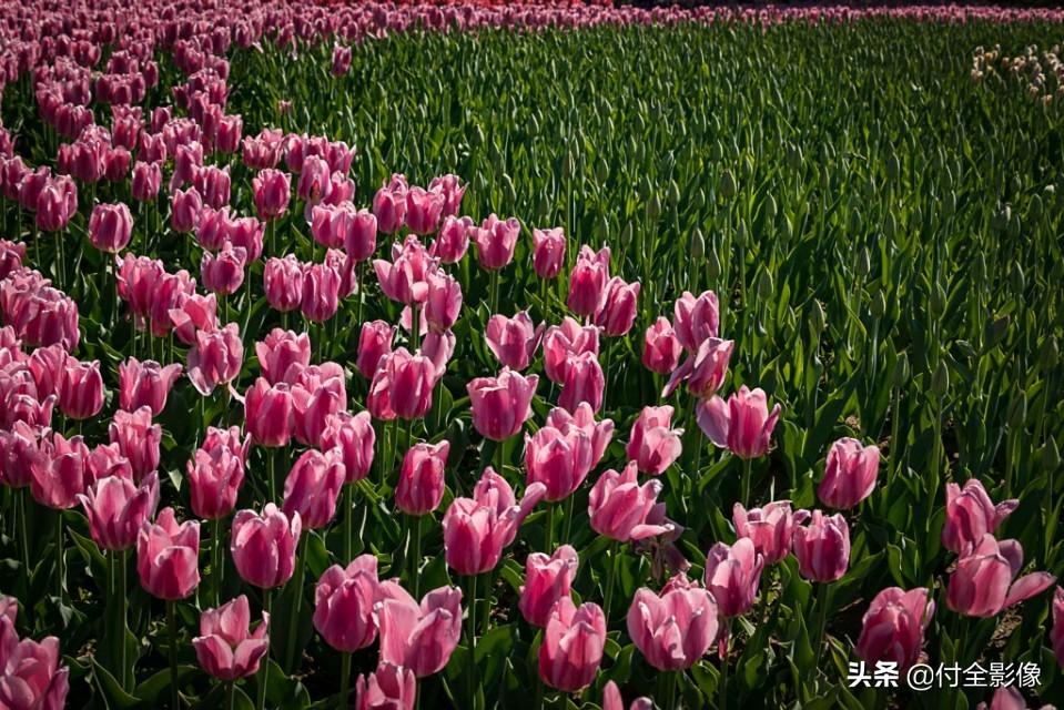 北京国际鲜花港门票优惠,北京国际鲜花港夏天