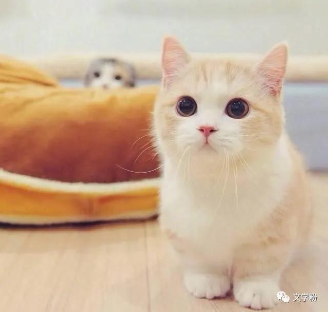 吸引男人幽默风趣的俏皮句子文案,销售幽默风趣吸引人的文案句子