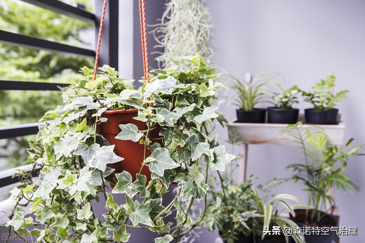 虎皮兰和常春藤哪个吸甲醛效果好,吸甲醛的绿植排名常春藤
