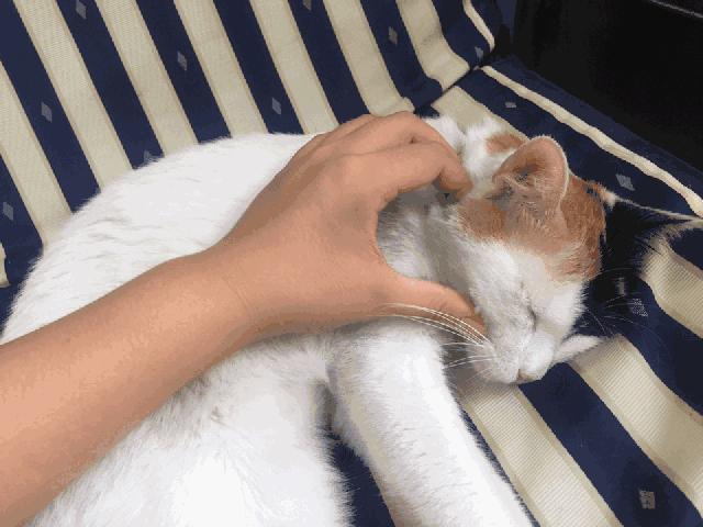 揭秘那些养猫谣言是真的吗,养猫的十大迷惑行为