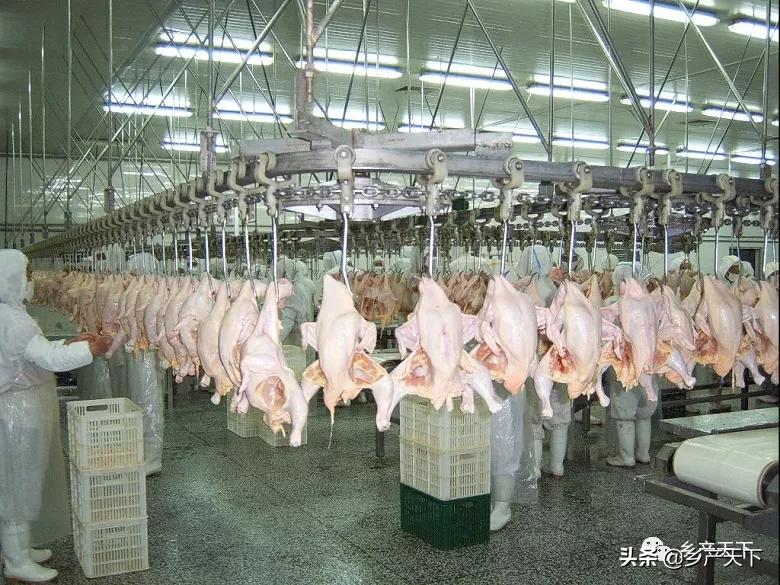 山西大象农牧：“大象模式”成了助农增收的“金钥匙”