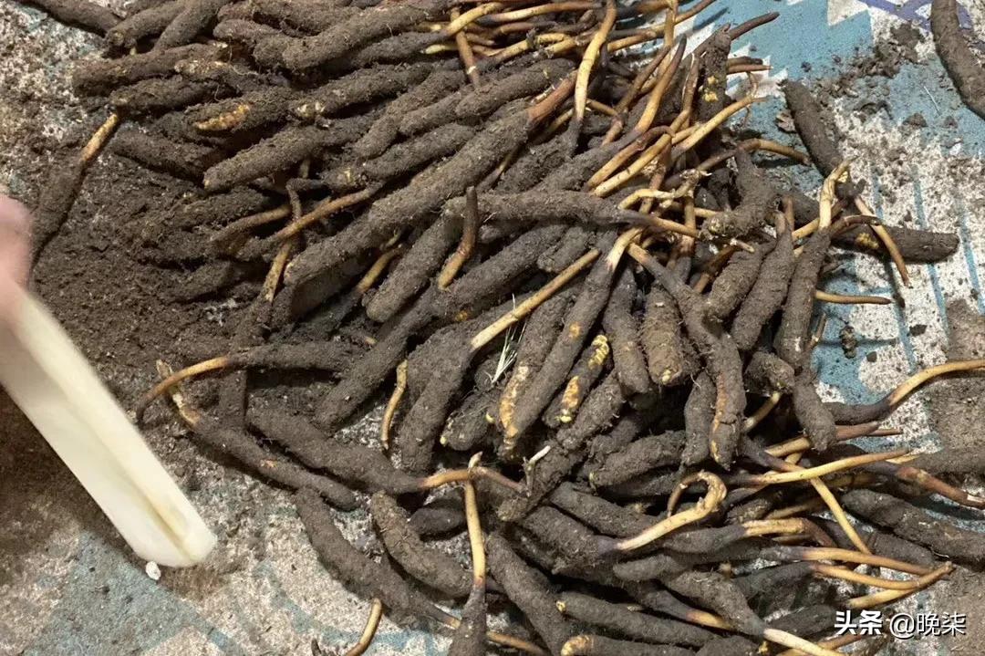 揭秘青藏高原挖虫草,探秘藏民挖虫草