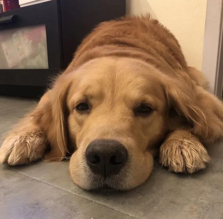 建议穷人养的10种狗便宜的品种,十大不建议穷人养的狗品种