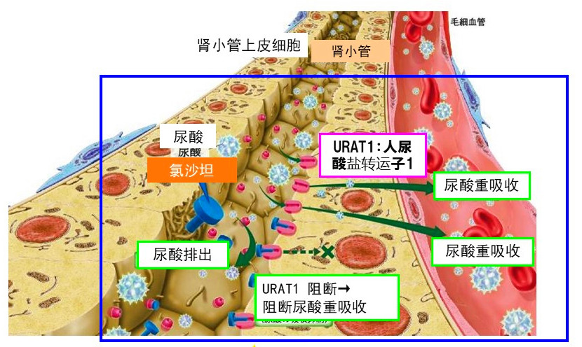 阿利沙坦酯是不是沙坦类降压药,降压新药阿利沙坦酯