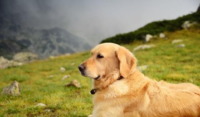 金毛暖男,大金毛暖男