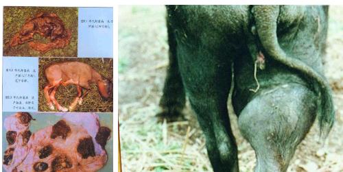 人畜共患病布病,人畜共患病布病防控措施