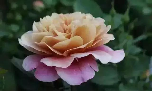 100种玫瑰品种图鉴大全,100种玫瑰品种图解